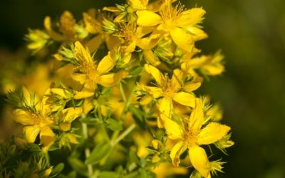 Ljubav je prekrasna poput cvijeta